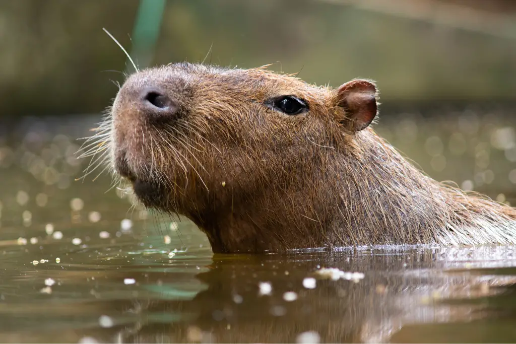 Can you have a pet capybara?