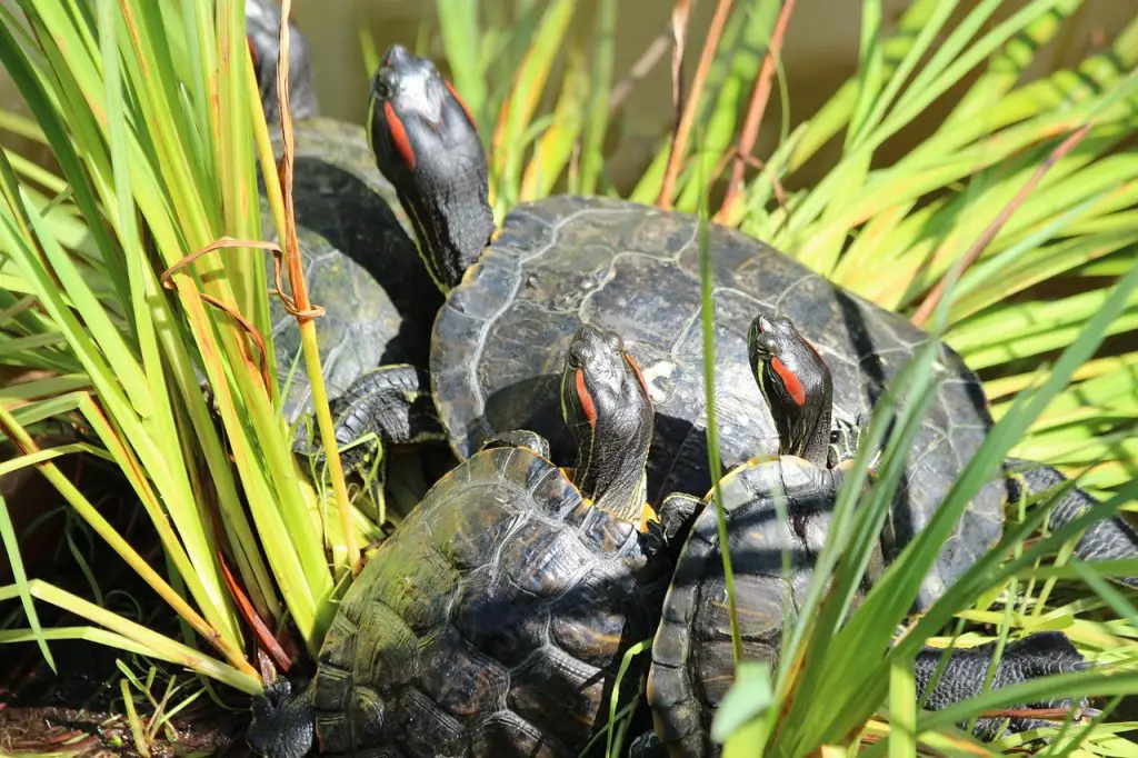 pet turtle species