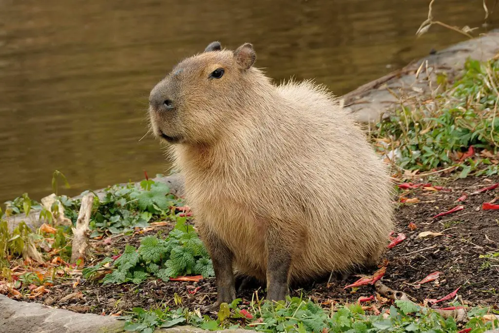 capybara Scientific classification