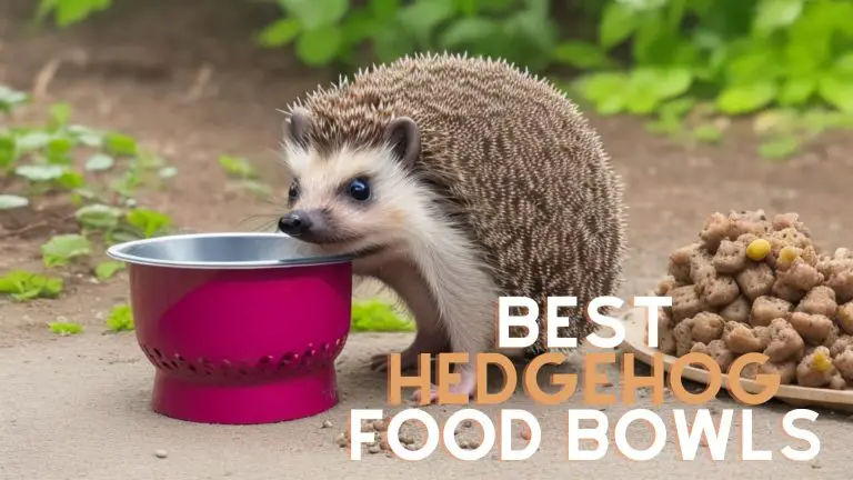 hedgehog food bowl