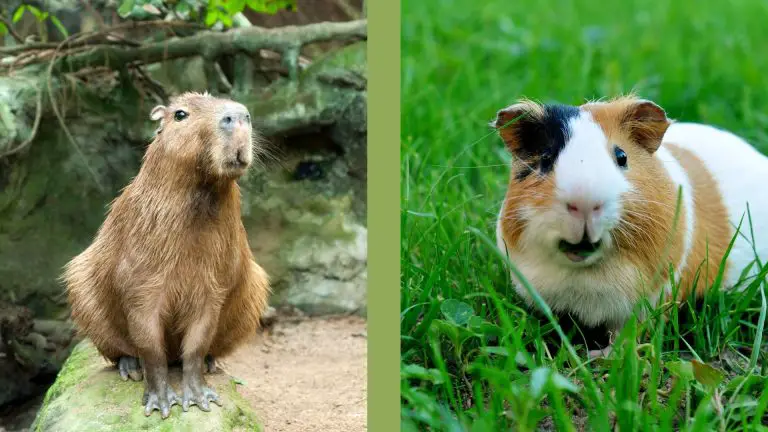unusual pets capybara