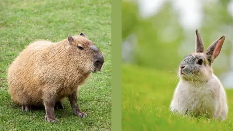unusual pets capybara