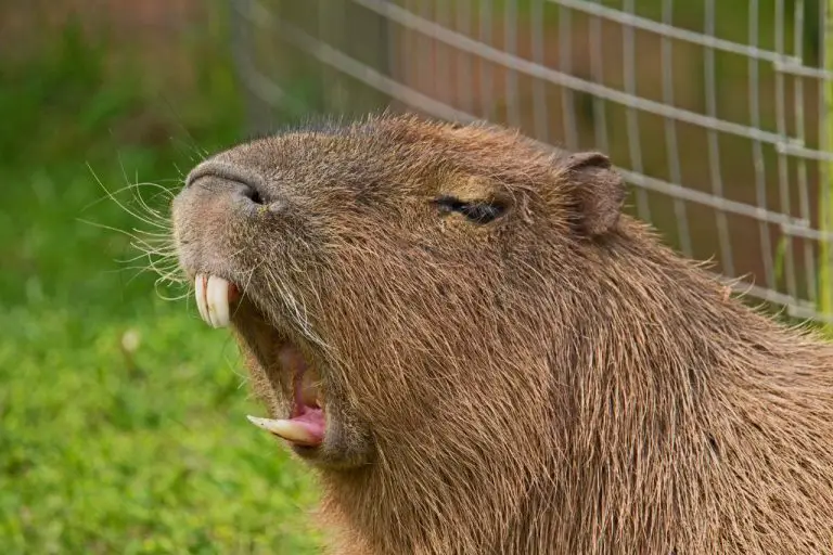 can a capybara kill you
