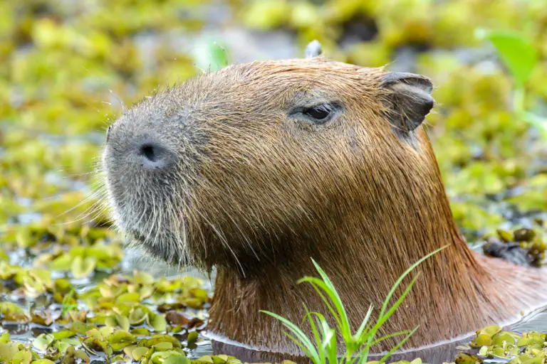 Is it legal to have a pet capybara