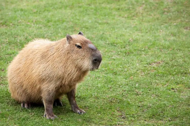 where to pet a capybara