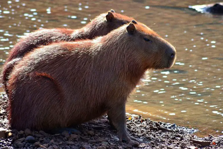 Are Capybaras Good with Dogs? The Truth About These Unusual Animal Companions