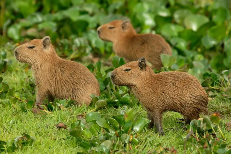 Are Capybaras Clean Animals? Exploring Their Hygiene Habits
