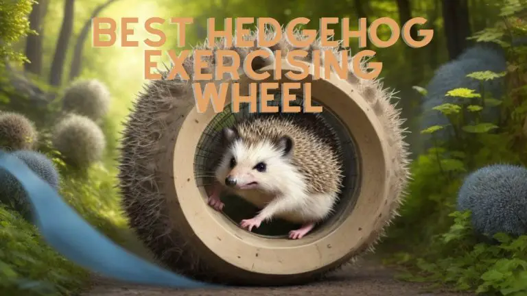 hedgehog wheel