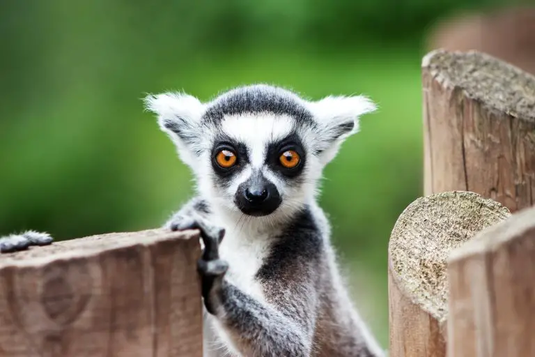 lemur unusual pet